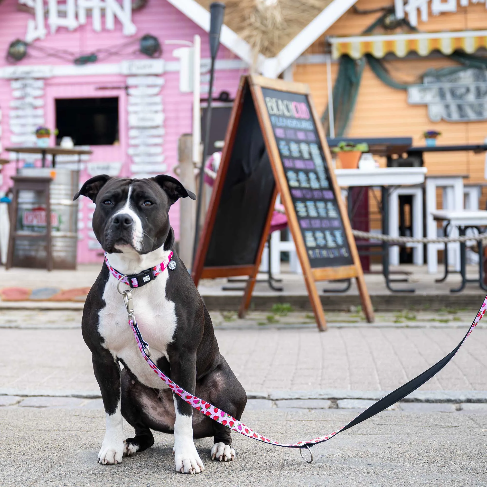 Max & Molly Strawberry Dream Short Dog Lead Small